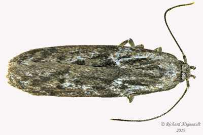 1881.1 - Carpatolechia proximella m19