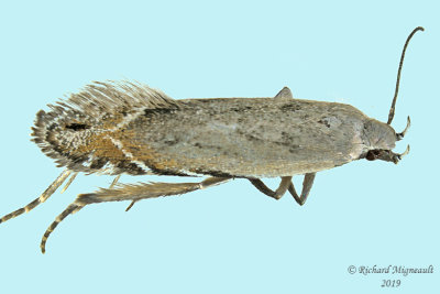 2227 - Battaristis nigratomella m19 