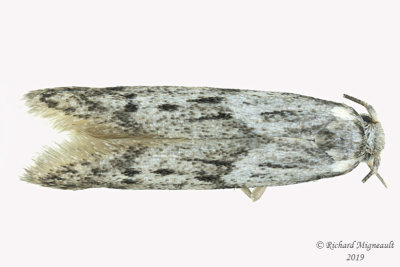 1881.1 - Carpatolechia proximella m19 
