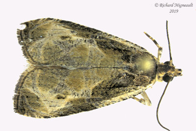 2810 - Olethreutes Moth - Olethreutes sericoranum m19 