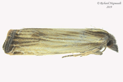 2910 - Essex Phaneta Moth - Eucosma essexana m19 