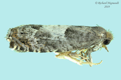 3226 - Gypsonoma haimbachiana - Cottonwood Twig Borer Moth m19 