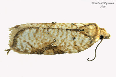 3514 - Acleris cervinana m19 