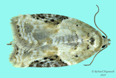 3525 - Forbes' Acleris Moth - Acleris forbesana m19 