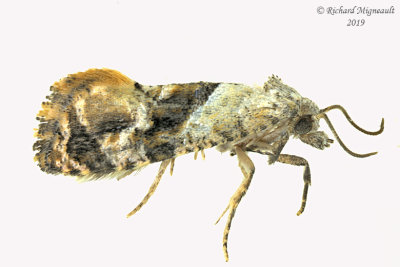 3847 - Thyraylia hollandana - Holland's Cochylid Moth m19