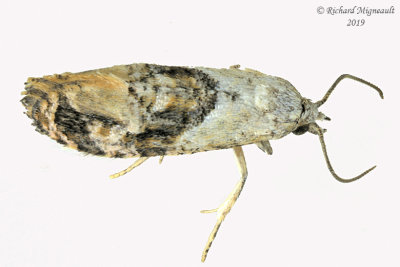 3847 - Thyraylia hollandana - Holland's Cochylid Moth m19