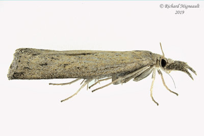 5453 - Tehama bonifatella m19