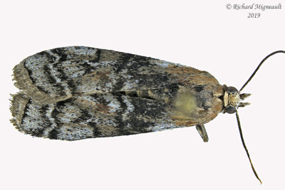 5745 - Glyptocera consobrinella m19