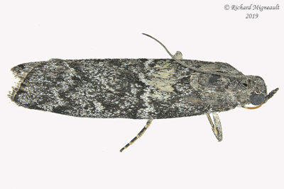 5841 - Dioryctria abietivorella - Evergreen Coneworm Moth m19