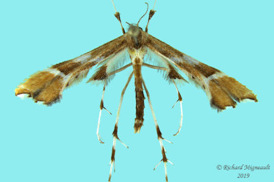 Pterophoridae (Plume Moths) - 6089-6234