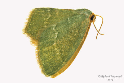 7084 - Pistachio Emerald Moth - Hethemia pistasciaria m19 
