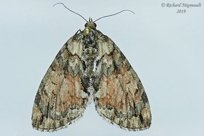 7229 - Shattered Hydriomena Moth - Hydriomena perfracta m19 