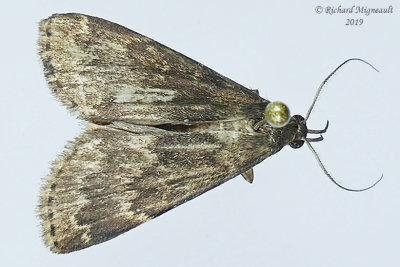 8334 - Glossy Black Idia Moth - Idia lubricalis m19 