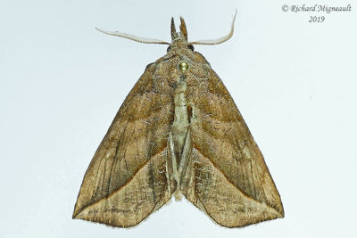 8536 - Canadian Owlet Moth - Calyptra canadensis m19 