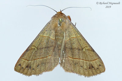 8587 - Red-lined Panopoda Moth - Panopoda rufimargo m19 