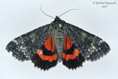 8817 - Briseis Underwing Moth - Catocala briseis m19