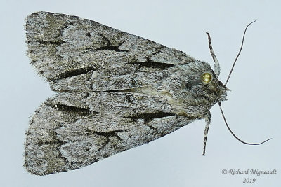 9238 - Lobelia Dagger Moth - Acronicta lobeliae m19 