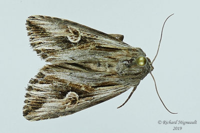 9582 - Gray Half-spot Moth - Nedra ramosula m19 