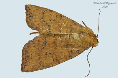9961 - Dotted Sallow Moth - Anathix ralla m19 