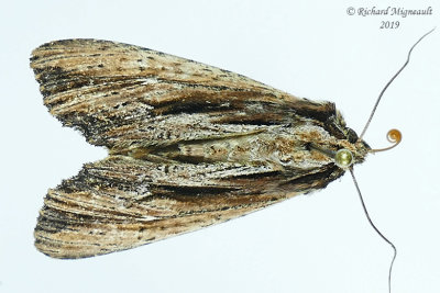 10431 - Wheat Head Armyworm Moth - Dargida diffusa m19 