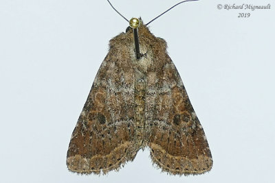10563 - Ruddy Quaker Moth - Protorthodes oviduca m19 