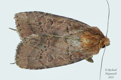 10587 - Cynical Quaker Moth - Orthodes cynica m19