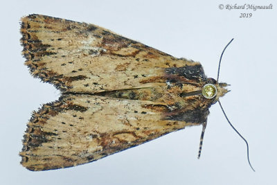 10663 - Ipsilon Dart Moth - Agrotis ipsilon m19 
