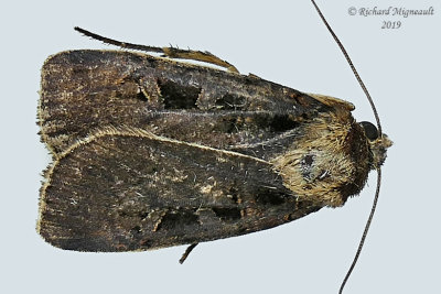 10951 - Morrison's Sooty Dart Moth - Pseudohermonassa tenuicula 