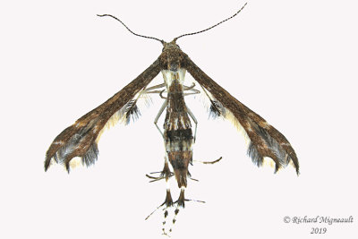6093 - Plume Moth - Geina buscki or tenuidactylus m16