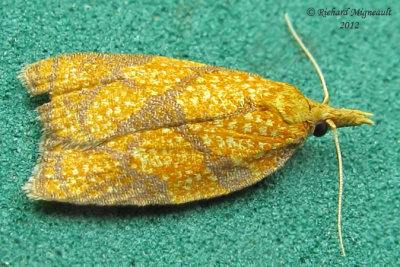 3720 - Reticulated Fruitworm Moth - Sparganothis reticulatana m12
