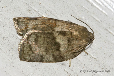 3637 - Large Aspen Tortrix Moth - Choristoneura conflictana m9