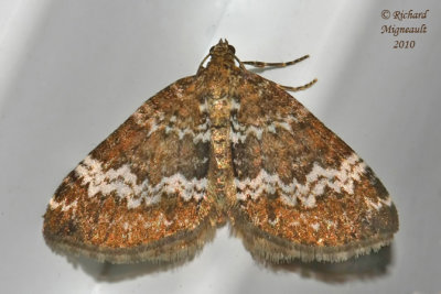 7320 - Small Rivulet Moth - Perizoma alchemillata m10