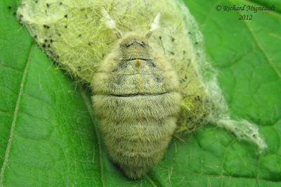 8308 - Rusty Tussock Moth - Orgyia antiqua, levage 1 femelle m12
