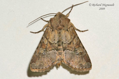 9364 - Rustic-shoulder Knot Moth - Apamea sordens 2 m9f.jpg