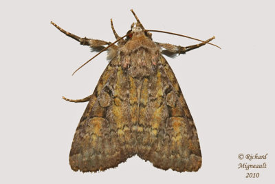 9364 - Rustic-shoulder Knot Moth - Apamea sordens m10f.jpg