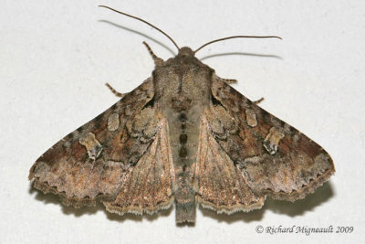 9364 - Rustic-shoulder Knot Moth - Apamea sordens 1 m9f.jpg