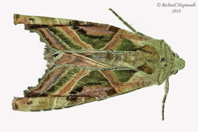 9546 - Olive Angle Shades - Phlogophora iris m18 