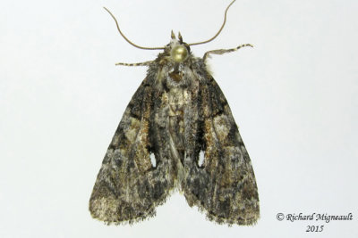 9556 - Cloaked Marvel Moth - Chytonix palliatricula m15 