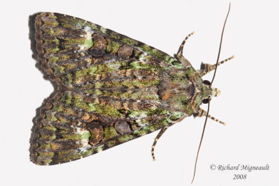 11000 - Green Arches Moth - Anaplectoides prasina m8