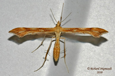 6107 - Plume Moth - Gillmeria pallidactyla m10