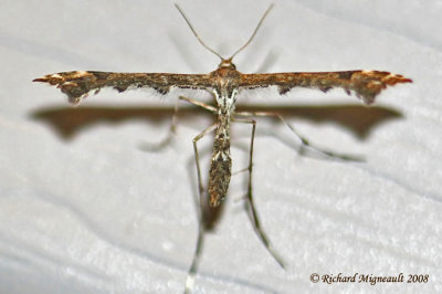 6118 - Geranium Plume Moth - Amblyptilia pica m8