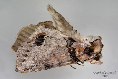 6237 - Tufted Thyatirid Moth - Pseudothyatira cymatophoroides m18 720 P104
