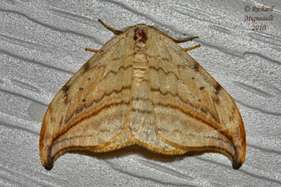 6251 - Arched Hooktip Moth - Drepana arcuata 2 m10