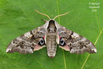 7822 - One-eyed Sphinx Moth - Smerinthus cerisyi 1 m10