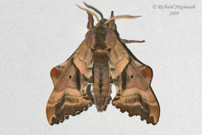 7824 - Blind-eyed Sphinx Moth - Paonias excaecata 1 m9