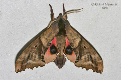 7824 - Blind-eyed Sphinx Moth - Paonias excaecata 2 m9