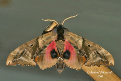 7824 - Blind-eyed Sphinx Moth - Paonias excaecata 3 m9