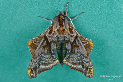 7825 - Small-eyed Sphinx Moth - Paonias myops NEW 1 m17