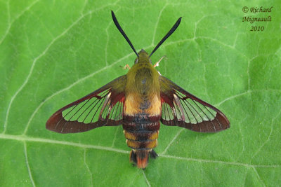 7853 - Hummingbird Clearwing Moth - Hemaris thysbe 2 m10