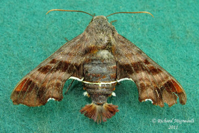 7873 - Nessus Sphinx Moth - Amphion floridensis m11